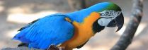 Zoo-Papegøje
